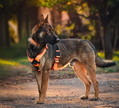 War Dog Seeker Harness