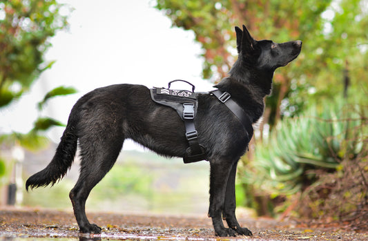 War Dog Arrow Harness