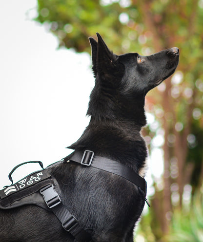 War Dog Arrow Harness