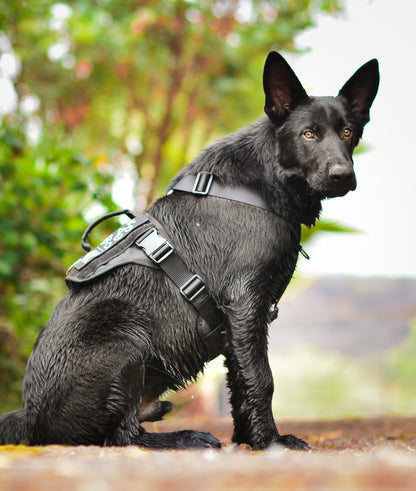 War Dog Arrow Harness