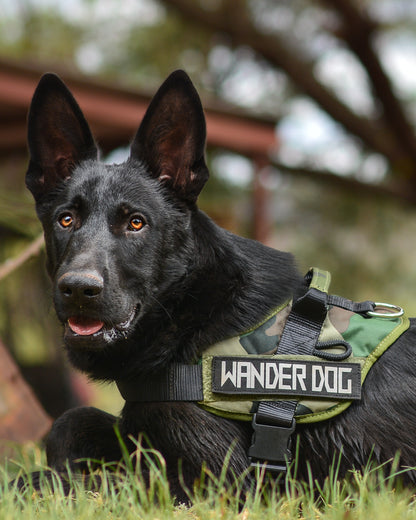 Wander Dog Easy Fit Harness