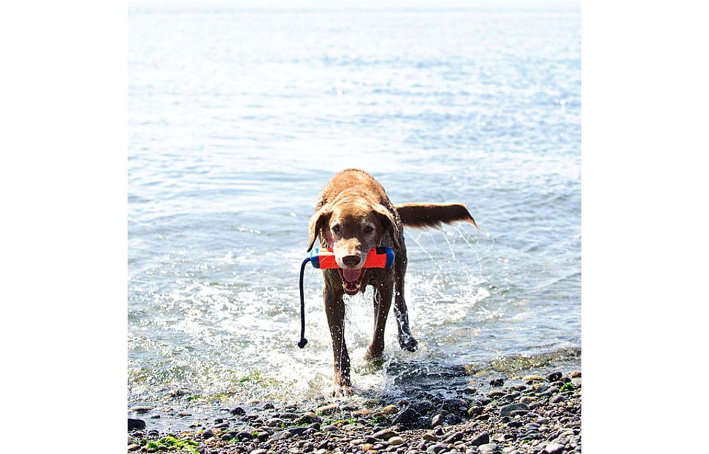 ChuckIt! Amphibious Bumper Medium