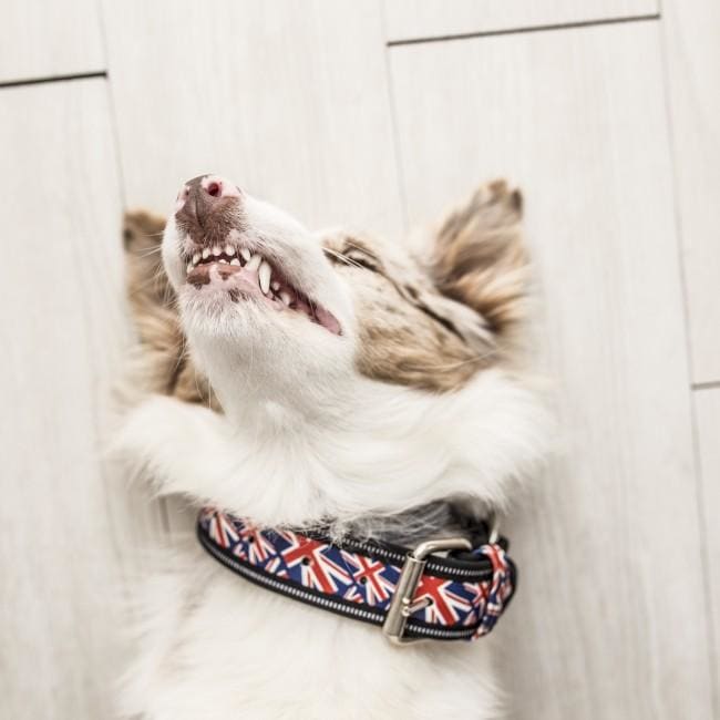 Julius K-9 Collar - Union Jack - Pet Bound Co.