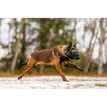 Rex Specs V2 Goggles - Dog Supplies